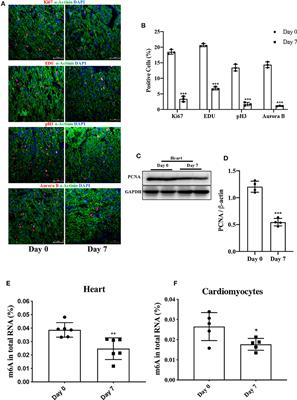 Comprehensive Analysis of the Transcriptome-Wide m6A Methylome of Heart via MeRIP After Birth: Day 0 vs. Day 7